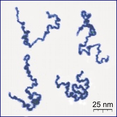 Atomic force microscopy image of linear polymers